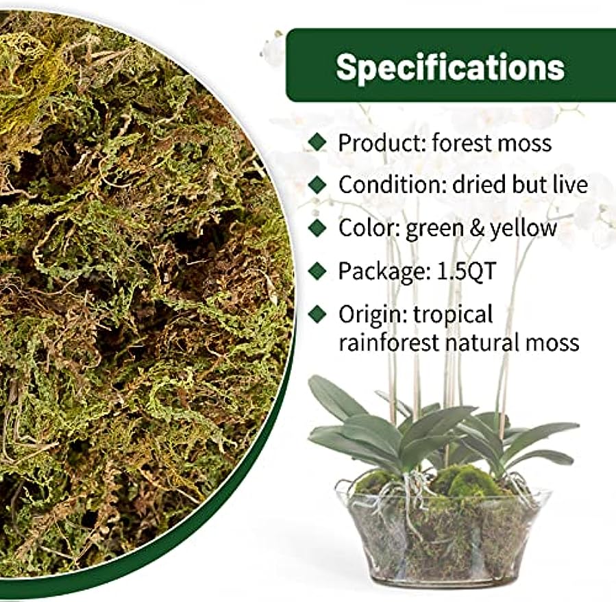 CLSR2U Dried Moss for Plants - 1.5qt/3.5oz Orchids Reptiles Live Moss – NEW  BOB