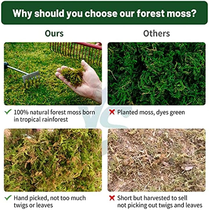 Dried Moss for Plants - Orchids Reptiles Live Moss Terrarium Natural Forest  Potting Mix Gardening Soil Moisture Tortoise Hamster Gerbil Cage Bedding
