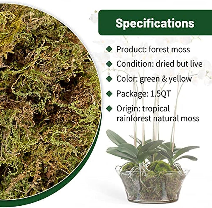 Moisturizing Reptile Moss, Moss For Reptiles, Natural Resin For