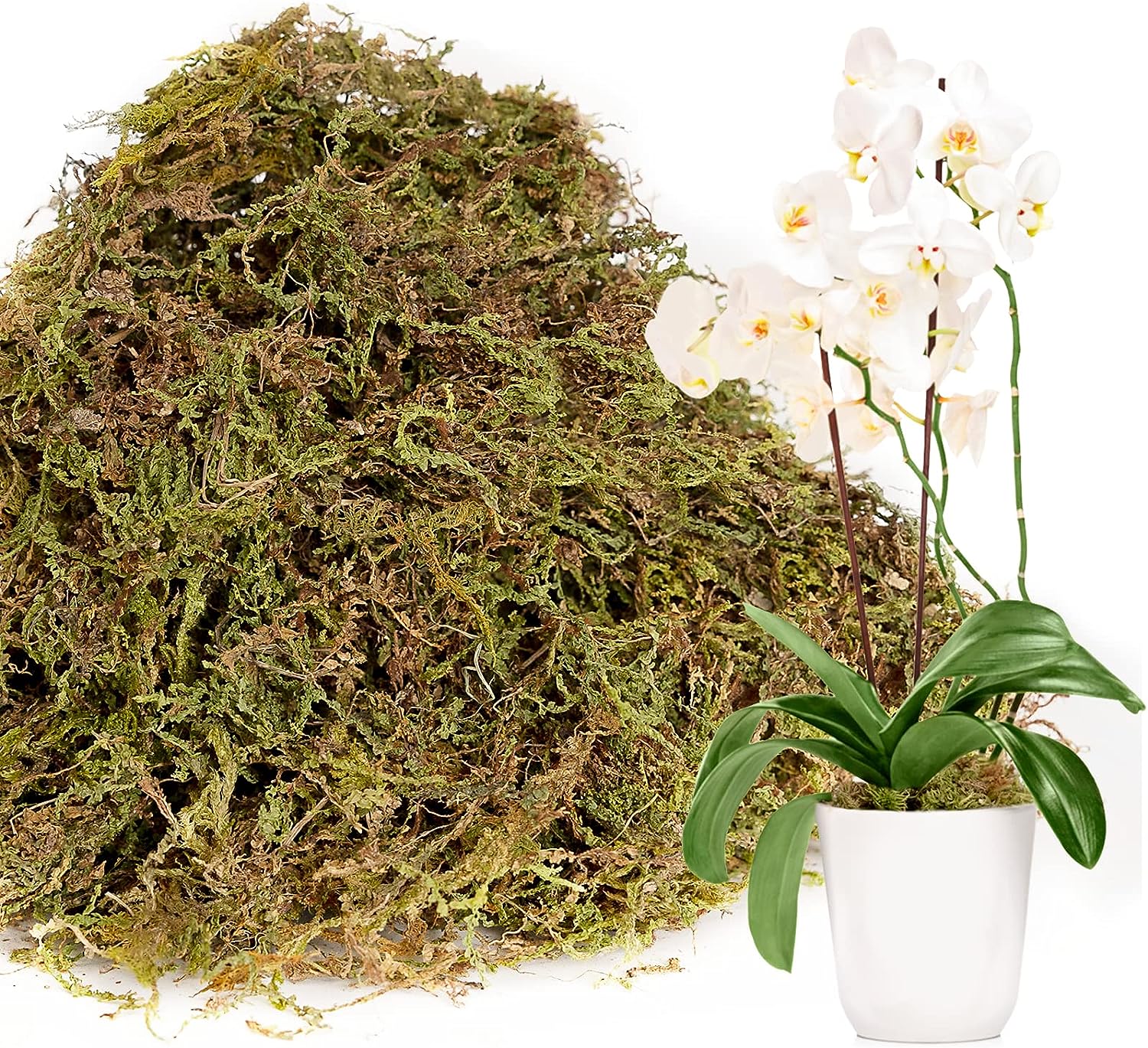 CLSR2U Dried Moss for Plants - 1.5qt/3.5oz Orchids Reptiles Live